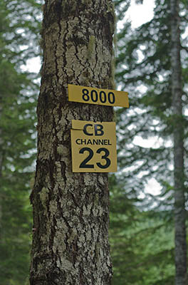 OR: South Coast Region, Coos County, Coast Range, Elliott State Forest, The Ridgetop Drive, FR 1000, A sign marks its intersection with FR 8000 in a Douglas Fir forest [Ask for #274.597.]