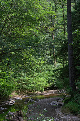 OR: South Coast Region, Coos County, Coast Range, Elliott State Forest, Millicoma River Area, FR 8000, View of the West Fork Millicoma River from the road [Ask for #274.600.]