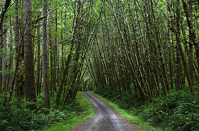 OR: South Coast Region, Coos County, Coast Range, Elliott State Forest, Millicoma River Area, FR 8000, The road passes through a stand of very young hardwoods [Ask for #274.603.]