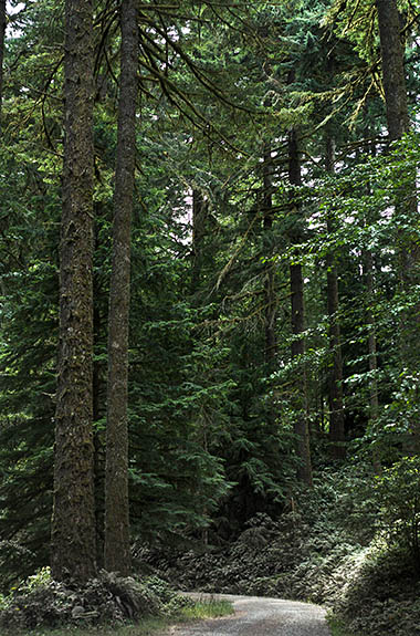 OR: South Coast Region, Douglas County, Coast Range, Elliott State Forest, The Ridgetop Drive, FR 7000, This mainline logging road runs through a Douglas Fir forest [Ask for #274.608.]