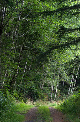 OR: South Coast Region, Coos County, Coast Range, Elliott State Forest, Outside Links, FR 4000, A side road leads off into the forest [Ask for #274.620.]