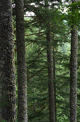 OR: South Coast Region, Douglas County, Coast Range, Elliott State Forest, Outside Links, FR 2000, A Douglas fir forest on a steep slope, from FR 2000. [Ask for #274.623.]