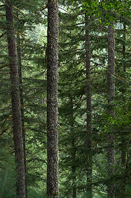 OR: South Coast Region, Douglas County, Coast Range, Elliott State Forest, Northwest Quadrant, FR 2000, A Douglas fir forest on a steep slope, from FR 2000. [Ask for #274.624.]