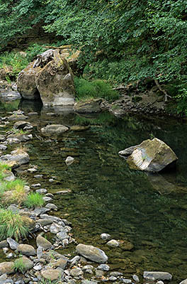 OR: South Coast Region, Douglas County, Coast Range, Reedsport Area, Camp Creek Area (BLM), View of Mill Creek from Camp Creek Road [Ask for #274.633.]