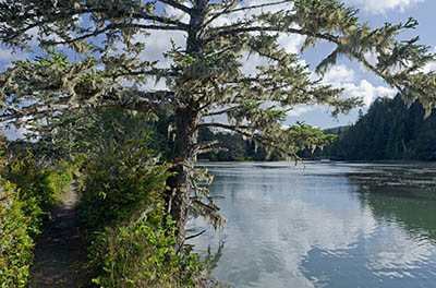 OR: Coos County, Coos Bay Area, Cape Arago Parks, South Slough National Estuarine Reserve, The Sloughside Trail follows a levee that once impounded Sloughside Marsh as part of early 20th C logging operations, w logging RR pilings on the slough side. [Ask for #274.908.]