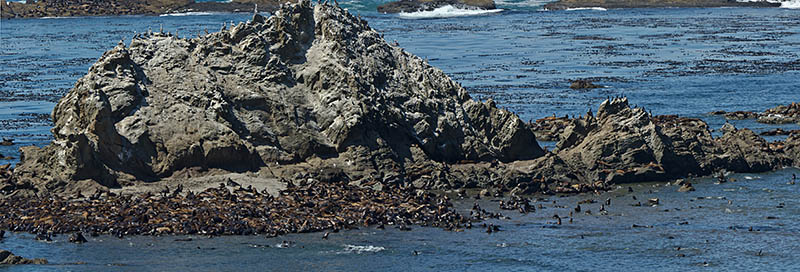 OR: Coos County, Coos Bay Area, Cape Arago Parks, Simpson Reef Viewpoint, California Sea Lions lay thick on the exposed rock outcrops that make up the reef [Ask for #274.915.]