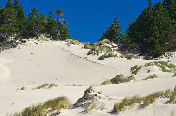 OR: South Coast Region, Coos County, Northern Coastal Area, Jordan Cove Road, Weyerhauser Recreation Site, Weyco Trail, Forests and wetlands are taking over landward areas of this large dune field; this publicly open area is owned by Weyerhauser Corp. [Ask for #274.962.]