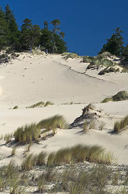 Sand dunes in the Oregon Dunes field, just north of Coos Bay. This is on a Weyerhaeuser tract adjacent to the Oregon Dunes National Recreation Area and open to the public.