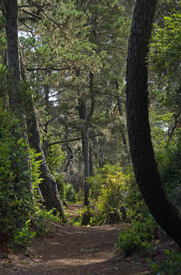 OR: South Coast Region, Coos County, Northern Coastal Area, Oregon Dunes National Recreation Area, Horsfall Recreation Area, Bluebill Lake Trail, Footpath leads through mature dune forests [Ask for #274.975.]