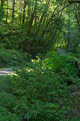OR: South Coast Region, Coos County, Coast Range, Elliott State Forest, The Ridgetop Drive, FR 1000, The gravel forest road starts to climb out of the stream ravine its been following to reach the ridgetop [Ask for #274.A32.]
