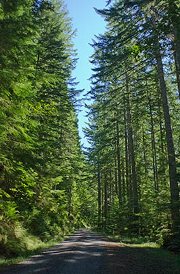 OR: South Coast Region, Coos County, Coast Range, Elliott State Forest, The Ridgetop Drive, FR 1000, This mainline forest road passes through a young fir forest [Ask for #274.A48.]