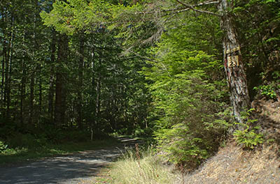 OR: South Coast Region, Coos County, Coast Range, Elliott State Forest, The Ridgetop Drive, FR 1000, Intersection with SFR 2300, an important cross-connector; sign indicates that CB Channel 23 is monitored. [Ask for #274.A51.]