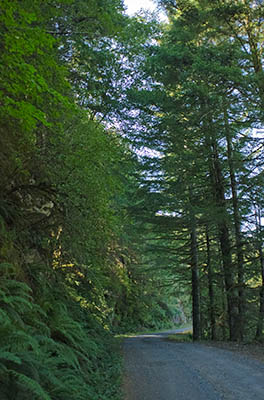 OR: South Coast Region, Coos County, Coast Range, Elliott State Forest, The Ridgetop Drive, FR 1000, This mainline logging road uses rock cuts to run just under a ridgeline [Ask for #274.A52.]