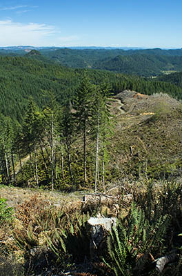 OR: South Coast Region, Coos County, Coast Range, Elliott State Forest, The Ridgetop Drive, FR 7000, View from the top of a clearcut eastward over the Loon Lake and Camp Creek areas [Ask for #274.A55.]