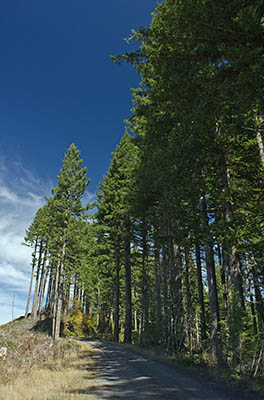 OR: South Coast Region, Coos County, Coast Range, Elliott State Forest, The Ridgetop Drive, FR 7000, A clearcut view as this logging road follows the Umpcoos Ridge northward. [Ask for #274.A58.]