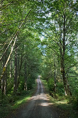 OR: South Coast Region, Douglas County, Coast Range, Elliott State Forest, The Ridgetop Drive, FR 7000, This mainline logging road follows the crest of Umpcoos Ridge [Ask for #274.A68.]