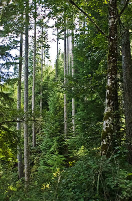 OR: South Coast Region, Douglas County, Coast Range, Elliott State Forest, The Ridgetop Drive, FR 7000, Tall young trees on a steep slope [Ask for #274.A69.]