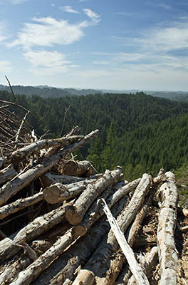 OR: South Coast Region, Douglas County, Coast Range, Elliott State Forest, The Ridgetop Drive, FR 7000, Signs indicate the intersection of SFR 7000 and SFR 2000 in a clearcut. View over a stack of cleared snags. [Ask for #274.A72.]