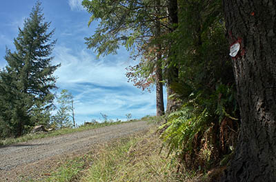 OR: South Coast Region, Coos County, Coast Range, Elliott State Forest, The Ridgetop Drive, FR 2000, This logging mainline passes a survey tree with a sign indicating a timber sale boundary [Ask for #274.A73.]