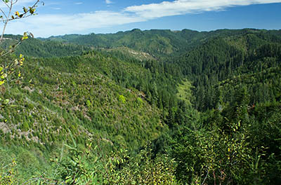 OR: South Coast Region, Coos County, Coast Range, Elliott State Forest, The Ridgetop Drive, FR 2000, View from this logging mainline over the West Fork Millacoma River Valley [Ask for #274.A80.]