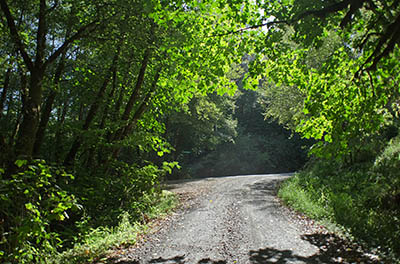 OR: South Coast Region, Coos County, Coast Range, Elliott State Forest, The Ridgetop Drive, FR 2000, The end of SFR 2000 at the southern boundary of the state forest, at County Road 47. [Ask for #274.A83.]