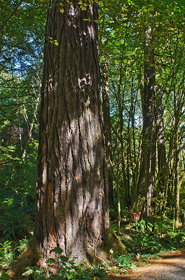 OR: South Coast Region, Douglas County, Coast Range, Smith River Area, Middle Smith River, The Carpenter Fir, a record Douglas Fir tree. Smith River Road runs along side it. [Ask for #276.051.]