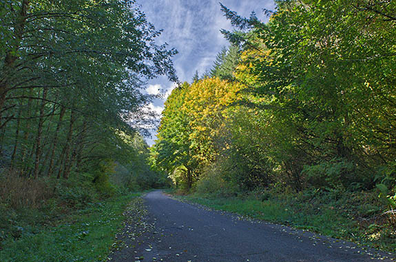 OR: South Coast Region, Douglas County, Coast Range, Smith River Area, Smith River Side Roads, Oxbow Road, Oxbow Road climbs out of the Smith River Valley through a mixed forest in fall color. [Ask for #276.053.]