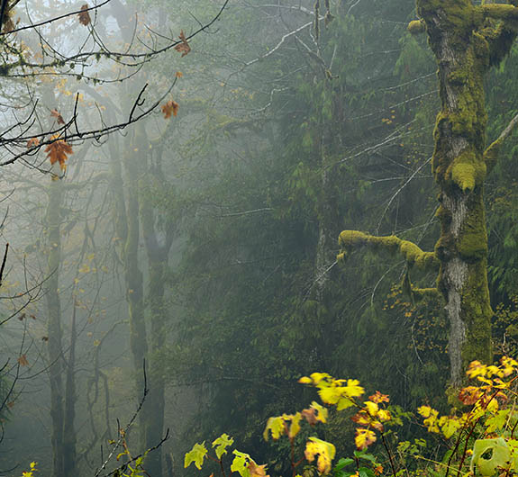 OR: South Coast Region, Douglas County, Coast Range, Smith River Area, Smith River Side Roads, Vincent Creek Road, Late season fall colors in fog [Ask for #276.101.]