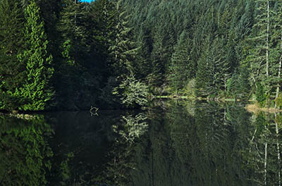 Lagoon on the landward side of the dune field. US 101 follows this lagoon for much of its stretch from Coos Bay to Reedport.