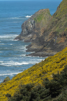 OR: South Coast Region, Lane County, Pacific Coast, Cape Perpetua Area, Sea Lion Cliffs, View over the cliffs with gorse in full bloom [Ask for #276.490.]