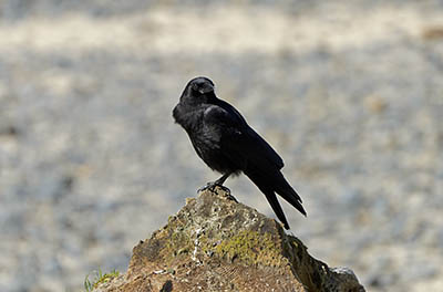 OR: South Coast Region, Lane County, Pacific Coast, Cape Perpetua Area, Heceta Head, A crow sits on a rock by the beach [Ask for #276.502.]