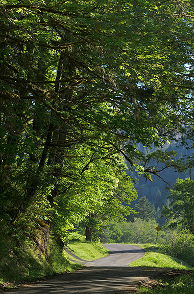 OR: Douglas County, Coast Range, Smith River Area, Weatherly-Big Creek Road. Narrow paved BLM road runs through meadows and forests [Ask for #276.716.]