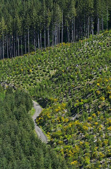 OR: South Coast Region, Douglas County, Coast Range, Smith River Area, Smith River Side Roads, Weatherly-Big Creek Road, A BLM road runs through clearcuts as it crosses an unnamed ridge. The road is visible below as it descends the moutian. [Ask for #276.739.]