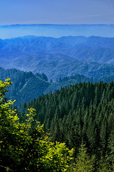 OR: South Coast Region, Douglas County, Coast Range, Smith River Area, Roman Nose Area, Esmond Ridge Road, The ridgetop approach road to Roman Nose gives mountain views over tall Douglas Firs [Ask for #276.792.]