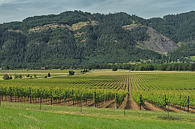 OR: South Coast Region, Douglas County, Umpqua Valley, Roseburg Area, Melrose, Coles Valley, Vineyards, framed by cliffs of the Umpqua River's gorge [Ask for #276.884.]