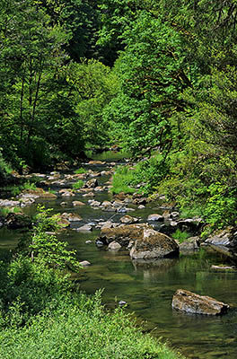 OR: South Coast Region, Douglas County, Coast Range, Reedsport Area, Loon Lake Area, View of Mill Creek downstream from Loon Lake [Ask for #276.967.]