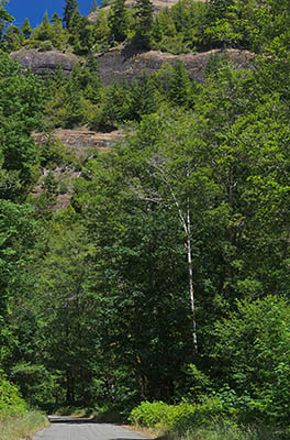 OR: South Coast Region, Douglas County, Coast Range, Reedsport Area, Camp Creek Area (BLM), Camp Creek Canyon, The cliffs that line the gorge loom above Camp Creek Road [Ask for #276.971.]