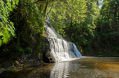 OR: South Coast Region, Douglas County, Coast Range, Reedsport Area, Camp Creek Area (BLM), Camp Creek Canyon, Camp Creek Falls, View of the waterfall [Ask for #276.980.]