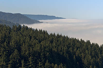 OR: South Coast Region, Lane County, Pacific Coast, Cape Perpetua Area, Cape Perpetua National Scenic Area, Cape Perpetua Overlook, Fog sits over the cape, as the Coast Range rises above it [Ask for #276.997.]