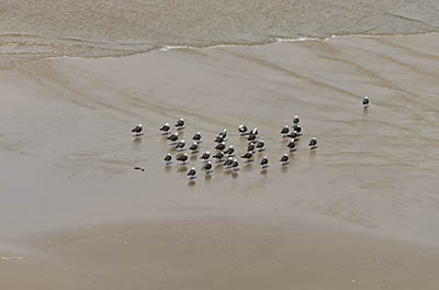 OR: South Coast Region, Lane County, Pacific Coast, Cape Perpetua Area, Cape Perpetua National Scenic Area, Cooks Chasm Viewpoint, Sea birds wade in the surf on the packed sand of the beach's shore [Ask for #276.A44.]