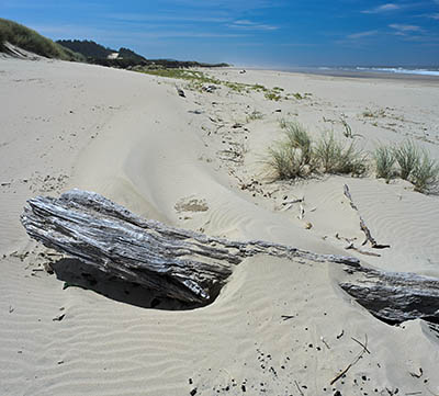 OR: South Coast Region, Douglas County, Pacific Coast, Oregon Dunes NRA, Oregon Dunes North, Sparrow Park Road, Beach view; fog starting to form. [Ask for #276.A76.]