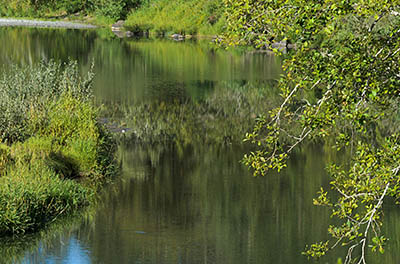 OR: Curry County, Coast Range, Sixes River, Sixes River. Reflections in the river [Ask for #277.005.]