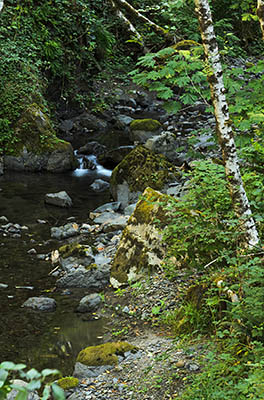 OR: Curry County, Coast Range, Sixes River, Sixes River. A side stream cascades over rapids [Ask for #277.006.]