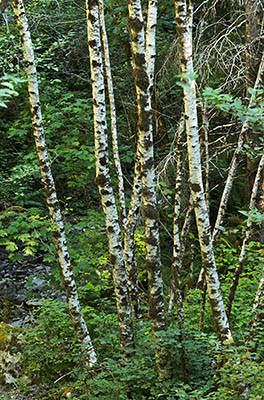 OR: Curry County, Coast Range, Sixes River, Sixes River. Trees along a side stream [Ask for #277.007.]