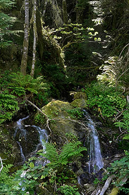 OR: Curry County, Coast Range, Elk River, Elk River. A small waterfall on a side stream [Ask for #277.020.]