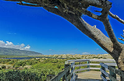 OR: South Coast Region, Lane County, Pacific Coast, Oregon Dunes, North of Florence, Holman Vista, View from the vista's boardwalk to the northern end of the Oregon Dunes, with wind-blasted tree [Ask for #278.161.]