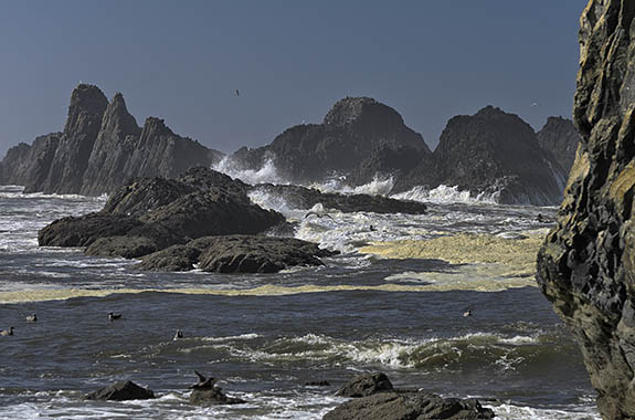 OR: North Coast Region, Lincoln County, Pacific Coast, Waldport, Waldport's North Coast, Seal Rock, Rough seas batter sea stacks off Seal Rock [Ask for #278.520.]