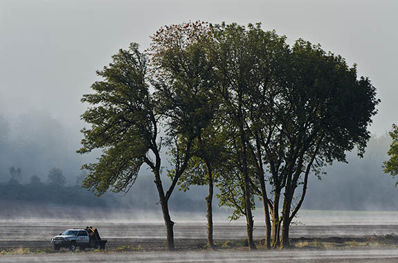 OR: Willamette Valley Region, Linn County, Willamette Valley in Linn County, Santiam River Area, Near Scio, Fog rising off a field, with a pickup truck under a clump of trees [Ask for #278.637.]