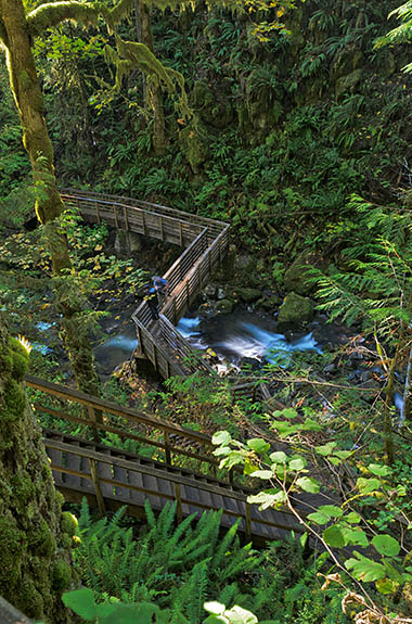 OR: Northern Cascade Range Region, Linn County, Cascades West Slope, Middle Santiam River Area, McDowell Falls County Park, Boardwalk path to the gorge at the base of Majestic Falls [Ask for #278.673.]